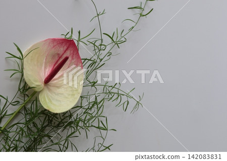 紅掌花 紅掌花 142083831