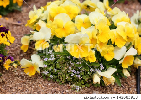 Bright viola flowers 142083918