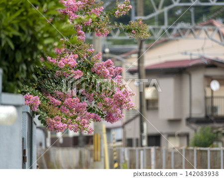Crape myrtle flowers blooming on the street 142083938