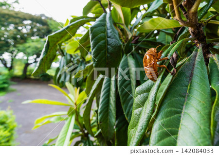 A cicada's exoskeleton that emerged from a loquat tree. A cicada's exoskeleton that emerged from a loquat tree. 142084033
