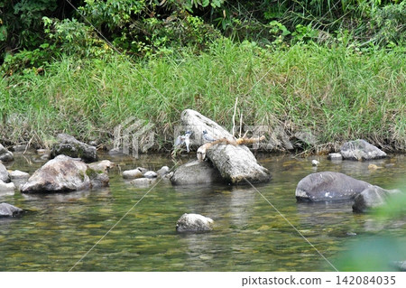Crested Kingfisher living in a clear stream Crested Kingfisher living in a clear stream 142084035