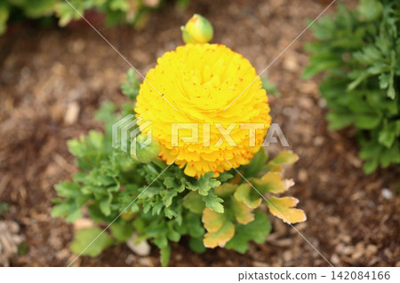 Bright ranunculus flowers Bright ranunculus flowers 142084166
