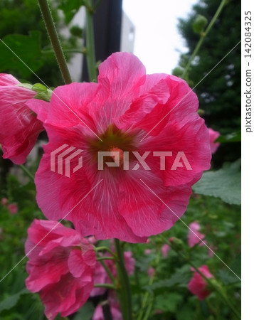 蜀葵 蜀葵 142084325