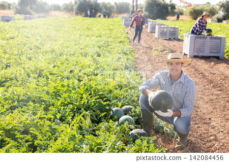 Male worker gathering ripe watermelons in field Male worker gathering ripe watermelons in field 142084456