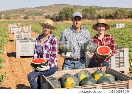 Farmers posing in field with watermelons crop Farmers posing in field with watermelons crop 142084469