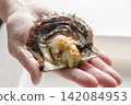 Akoya pearls from Akoya pearl cultivation 142084953
