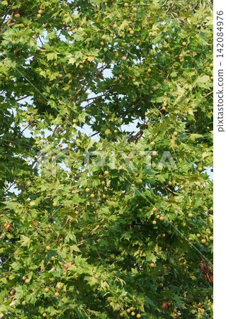 Plane tree fruit - 2026 Plane tree fruit - 2026 142084976