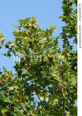Plane tree fruit - 2026 142084979