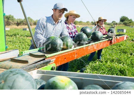 Workers picking ripe watermelons using harvesting machine Workers picking ripe watermelons using harvesting machine 142085044
