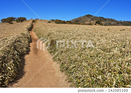 Izu Mountain Ridge Trail on the Izu Peninsula: A traverse route through the bamboo grass fields of Mt. Kodaruma. Izu Mountain Ridge Trail on the Izu Peninsula: A traverse route through the bamboo grass fields of Mt. Kodaruma. 142085109