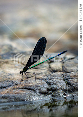 Atrocalopteryx蟬 142085126