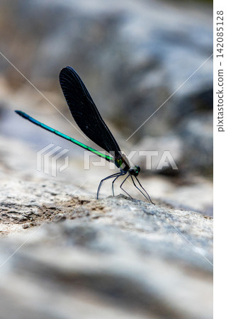 Atrocalopteryx蟬 Atrocalopteryx蟬 142085128