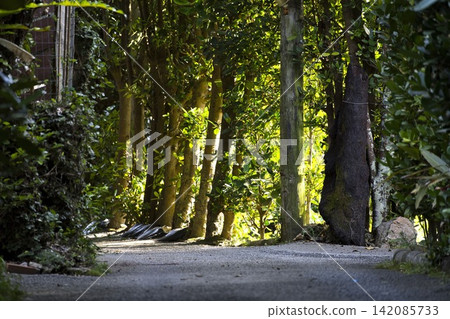 A row of Fukugi trees with sunlight filtering through the leaves A row of Fukugi trees with sunlight filtering through the leaves 142085733