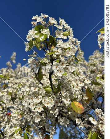 Delicate pink and white cherry blossoms blooming abundantly on slender branches. Symbol of spring, beauty, and renewal against a soft blue sky background. Delicate pink and white cherry blossoms blooming abundantly on slender branches. Symbol of spring, beauty, and renewal against a soft blue sky background. 142085791
