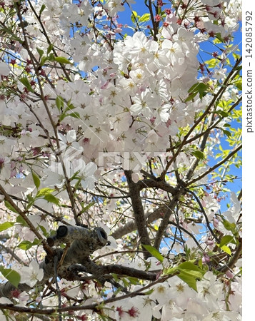 Delicate pink and white cherry blossoms blooming abundantly on slender branches. Symbol of spring, beauty, and renewal against a soft blue sky background. Delicate pink and white cherry blossoms blooming abundantly on slender branches. Symbol of spring, beauty, and renewal against a soft blue sky background. 142085792