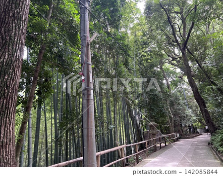 A tranquil approach to the shrine, interwoven with bamboo groves and ancient trees. A tranquil approach to the shrine, interwoven with bamboo groves and ancient trees. 142085844
