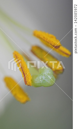 Close-up of the pistil and stamens of a trumpet lily. Close-up of the pistil and stamens of a trumpet lily. 142085972