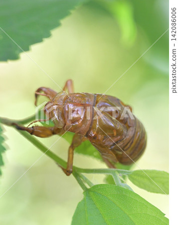 Shedding of cicada left on green leaves Shedding of cicada left on green leaves 142086006