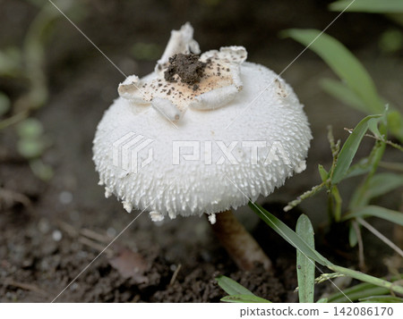 White mushrooms growing in the garden White mushrooms growing in the garden 142086170