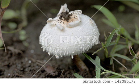 花園裡生長的白蘑菇 花園裡生長的白蘑菇 142086172