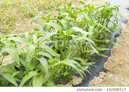 Water spinach planted in the field Water spinach planted in the field 142086517