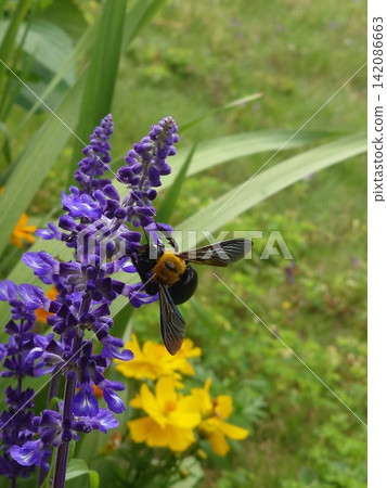 Carpenter bee sucking lavender nectar Carpenter bee sucking lavender nectar 142086663