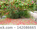 The scenery of camellias in Sankei-en Garden 142086665