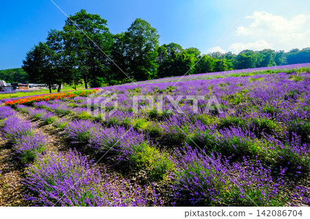 Blue sky and lavender field Blue sky and lavender field 142086704