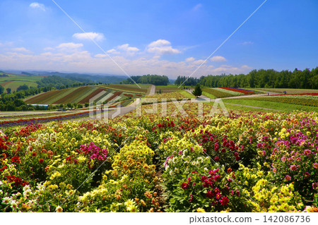 大麗花四季彩之丘(北海道上川郡美瑛町) 大麗花四季彩之丘(北海道上川郡美瑛町) 142086736