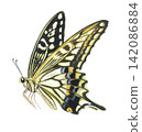 Swallowtail蝴蝶的例證 142086884