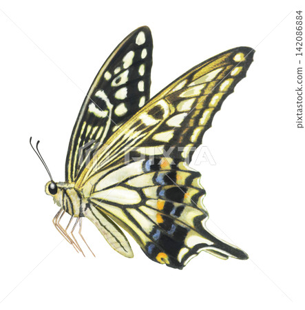 Illustration of a swallowtail butterfly Illustration of a swallowtail butterfly 142086884