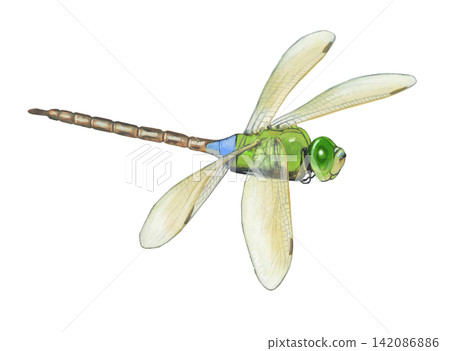 蜻蜓（帝王蜻蜓）插圖 142086886