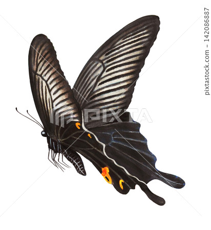Illustration of a black swallowtail butterfly Illustration of a black swallowtail butterfly 142086887