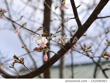 櫻花初綻:一幅自然的春日景象 櫻花初綻:一幅自然的春日景象 142086967