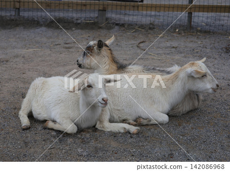 Two goats snuggling together, conveying their close bond. Two goats snuggling together, conveying their close bond. 142086968