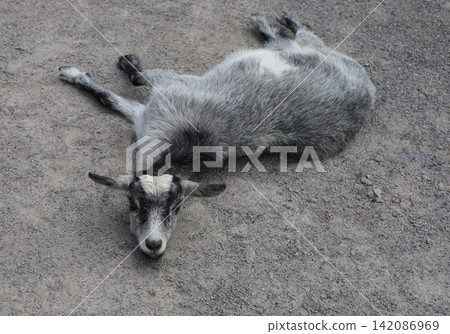 A goat lying down in a relaxed state. A goat lying down in a relaxed state. 142086969