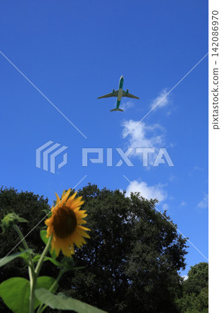 飛機和向日葵在藍天中飛翔 飛機和向日葵在藍天中飛翔 142086970