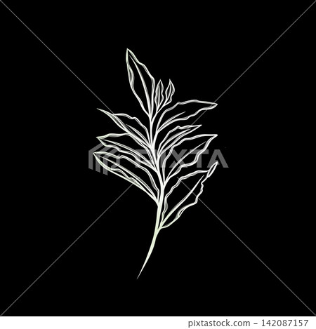 leaf pant line art. Minimalistic line drawing. leaf line art. Botanical drawing illustration by hand. 142087157