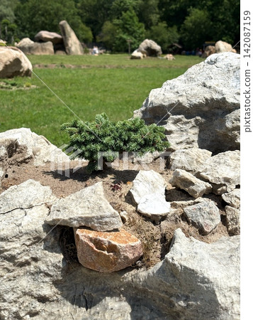 Scenic stone park with unusual rock formations and ornamental tree, a natural attraction near Kharkiv, Ukraine Scenic stone park with unusual rock formations and ornamental tree, a natural attraction near Kharkiv, Ukraine 142087159