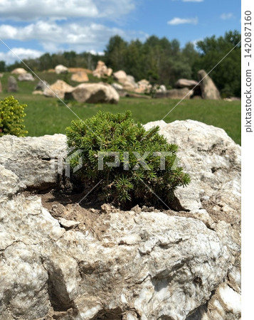 Scenic stone park with unusual rock formations and ornamental tree, a natural attraction near Kharkiv, Ukraine 142087160