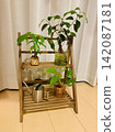室內盆栽植物 142087181