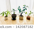 適合室內種植的盆栽植物 142087182