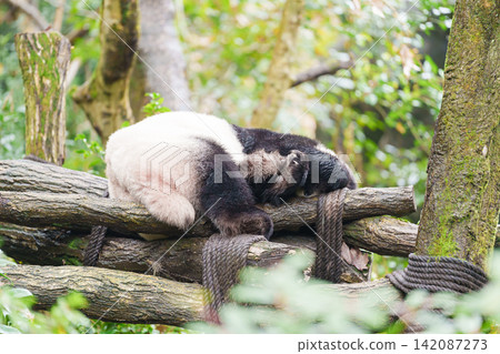 Cute Giant Panda, Ailuropoda melanoleuca or panda bear in forest at Chengdu Panda Breeding Research Center Dujiangyan. landmark and popular for tourists attractions in Chengdu, China. Cute Giant Panda, Ailuropoda melanoleuca or panda bear in forest at Chengdu Panda Breeding Research Center Dujiangyan. landmark and popular for tourists attractions in Chengdu, China. 142087273