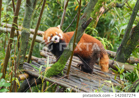 Cute Red Panda, Ailurus fulgens or lesser panda in forest at Chengdu Panda Breeding Research Center Dujiangyan. landmark and popular for tourists attractions in Chengdu, China. Travel and Vacation Cute Red Panda, Ailurus fulgens or lesser panda in forest at Chengdu Panda Breeding Research Center Dujiangyan. landmark and popular for tourists attractions in Chengdu, China. Travel and Vacation 142087274