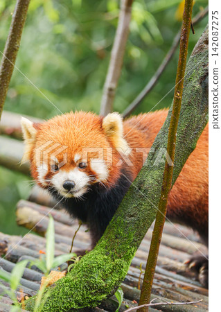 Cute Red Panda, Ailurus fulgens or lesser panda in forest at Chengdu Panda Breeding Research Center Dujiangyan. landmark and popular for tourists attractions in Chengdu, China. Travel and Vacation Cute Red Panda, Ailurus fulgens or lesser panda in forest at Chengdu Panda Breeding Research Center Dujiangyan. landmark and popular for tourists attractions in Chengdu, China. Travel and Vacation 142087275
