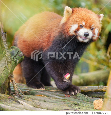 Cute Red Panda, Ailurus fulgens or lesser panda in forest at Chengdu Panda Breeding Research Center Dujiangyan. landmark and popular for tourists attractions in Chengdu, China. Travel and Vacation 142087279