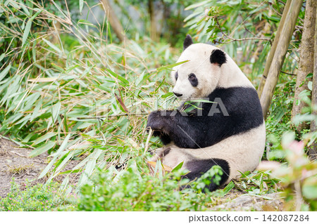 Cute Giant Panda, Ailuropoda melanoleuca or panda bear in forest at Chengdu Panda Breeding Research Center Dujiangyan. landmark and popular for tourists attractions in Chengdu, China. Cute Giant Panda, Ailuropoda melanoleuca or panda bear in forest at Chengdu Panda Breeding Research Center Dujiangyan. landmark and popular for tourists attractions in Chengdu, China. 142087284