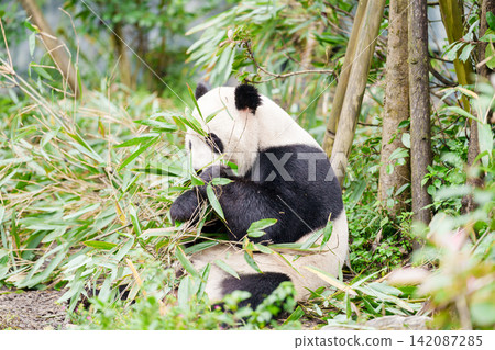Cute Giant Panda, Ailuropoda melanoleuca or panda bear in forest at Chengdu Panda Breeding Research Center Dujiangyan. landmark and popular for tourists attractions in Chengdu, China. Cute Giant Panda, Ailuropoda melanoleuca or panda bear in forest at Chengdu Panda Breeding Research Center Dujiangyan. landmark and popular for tourists attractions in Chengdu, China. 142087285