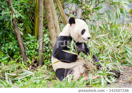 Cute Giant Panda, Ailuropoda melanoleuca or panda bear in forest at Chengdu Panda Breeding Research Center Dujiangyan. landmark and popular for tourists attractions in Chengdu, China. Cute Giant Panda, Ailuropoda melanoleuca or panda bear in forest at Chengdu Panda Breeding Research Center Dujiangyan. landmark and popular for tourists attractions in Chengdu, China. 142087286