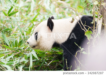 Cute Giant Panda, Ailuropoda melanoleuca or panda bear in forest at Chengdu Panda Breeding Research Center Dujiangyan. landmark and popular for tourists attractions in Chengdu, China. Cute Giant Panda, Ailuropoda melanoleuca or panda bear in forest at Chengdu Panda Breeding Research Center Dujiangyan. landmark and popular for tourists attractions in Chengdu, China. 142087287
